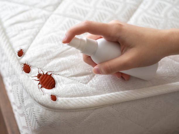 Best Affordable Pest Control Services  in Valley Mills, TX